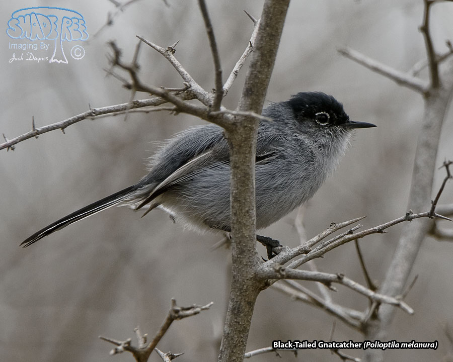 Black-Tailed Gnatcatcher - Polioptila melanura