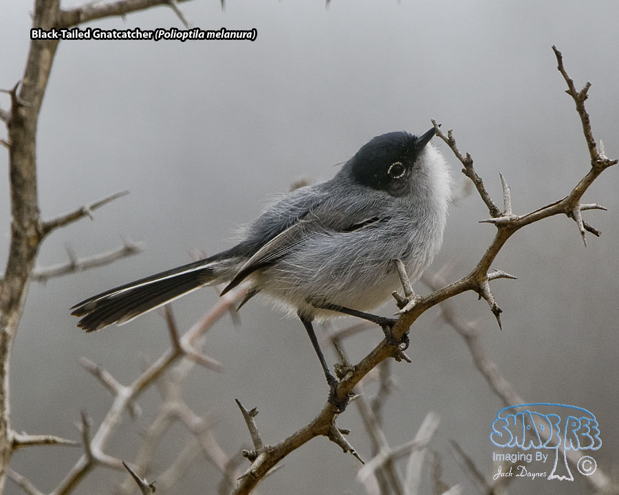 Black-Tailed Gnatcatcher - Polioptila melanura