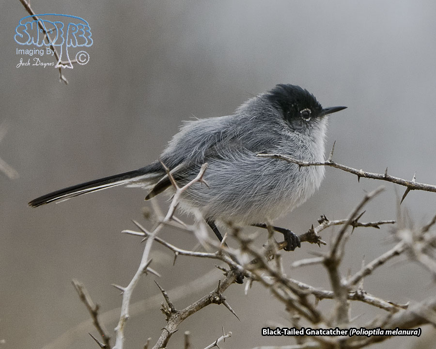 Black-Tailed Gnatcatcher - Polioptila melanura