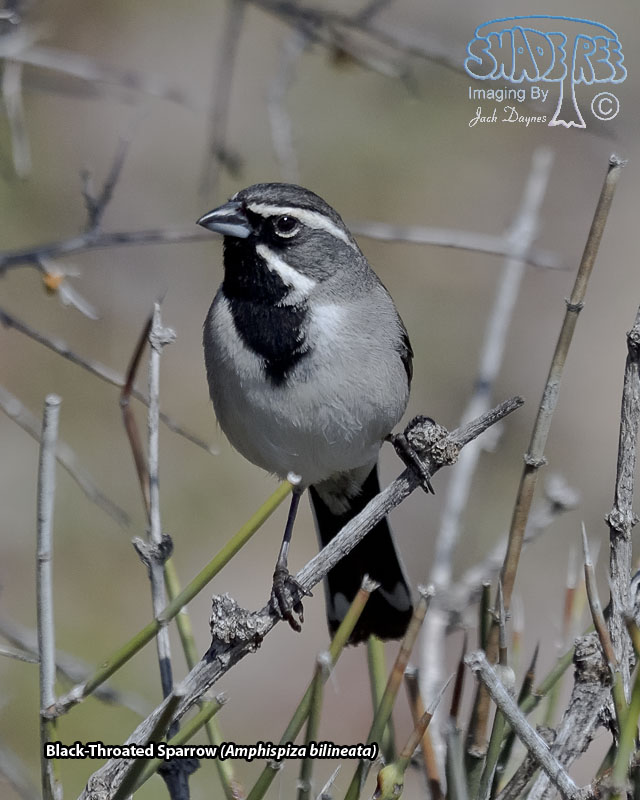Black-Throated Sparrow - Amphispiza bilineata