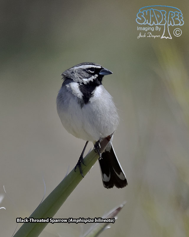 Black-Throated Sparrow - Amphispiza bilineata