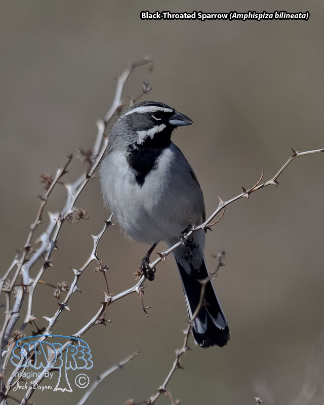 Black-Throated Sparrow - Amphispiza bilineata