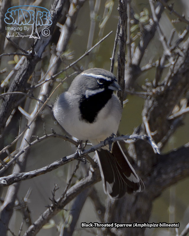 Black-Throated Sparrow - Amphispiza bilineata