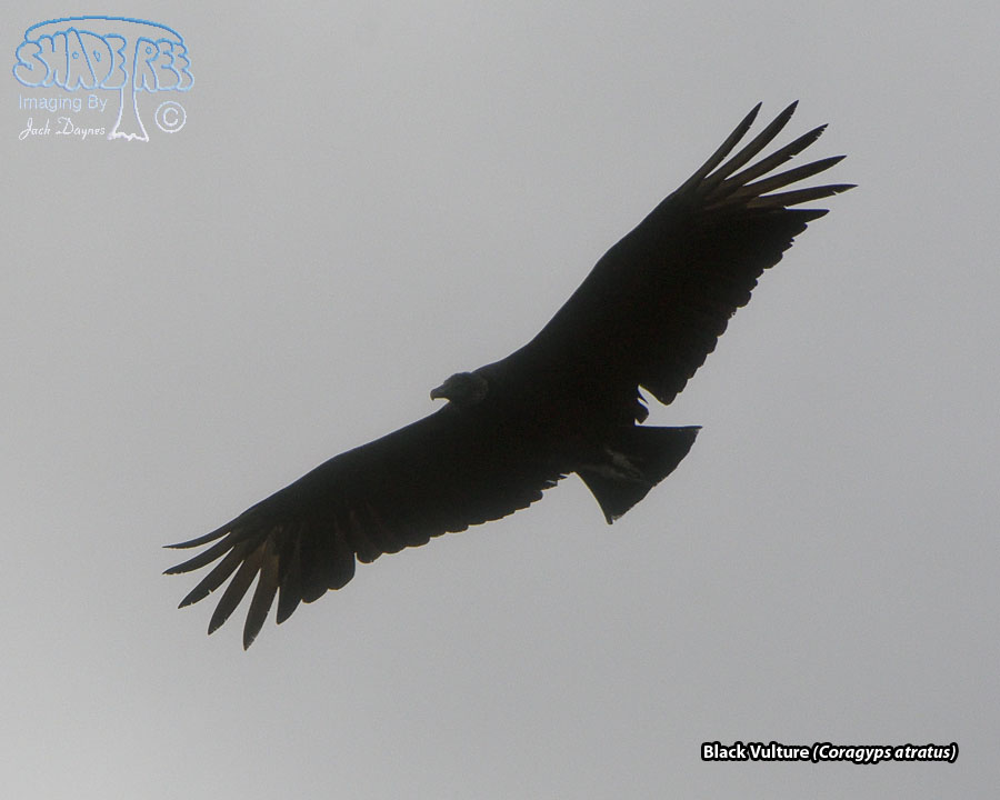 Black Vulture - Coragyps atratus