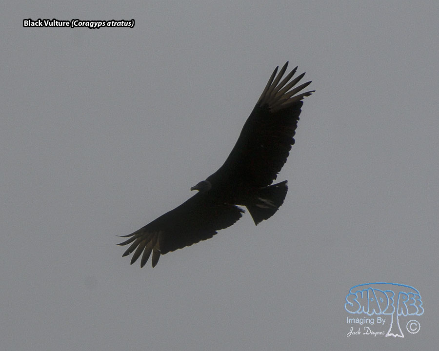 Black Vulture - Coragyps atratus