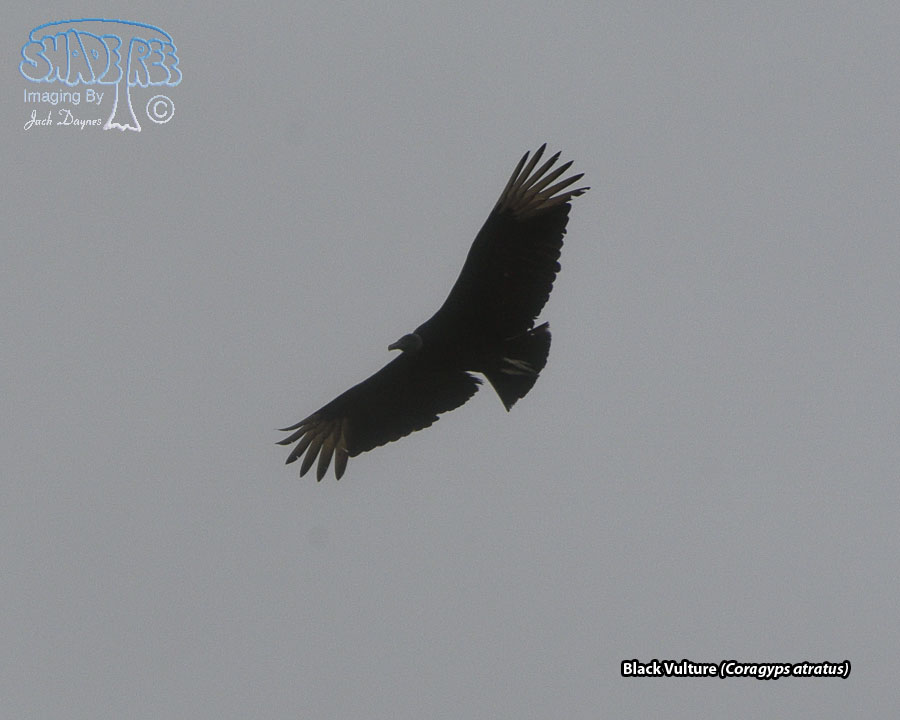 Black Vulture - Coragyps atratus