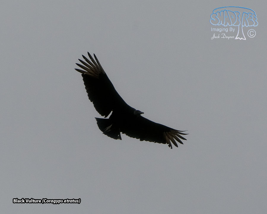 Black Vulture - Coragyps atratus