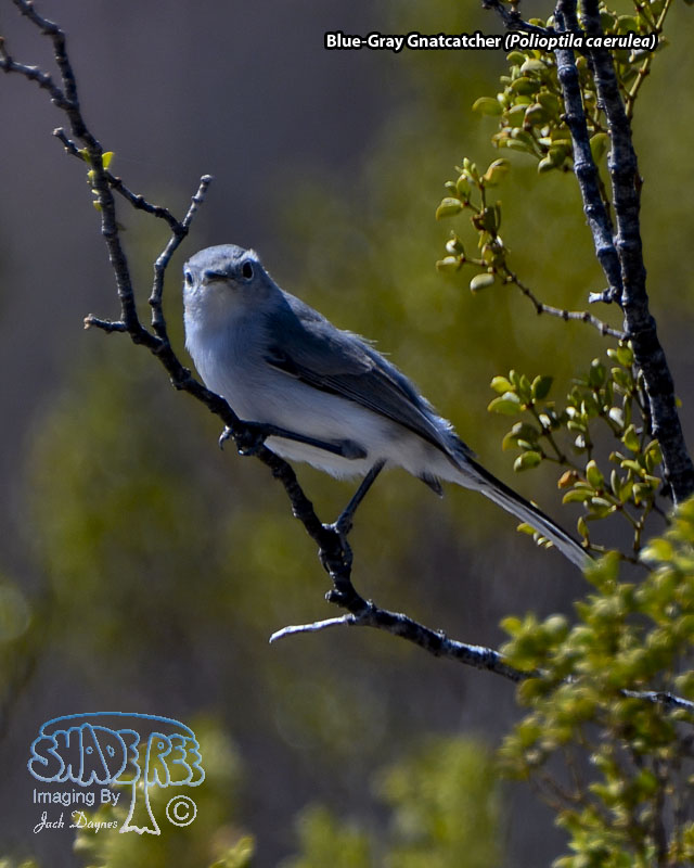 Blue-Gray Gnatcatcher - Polioptila caerulea