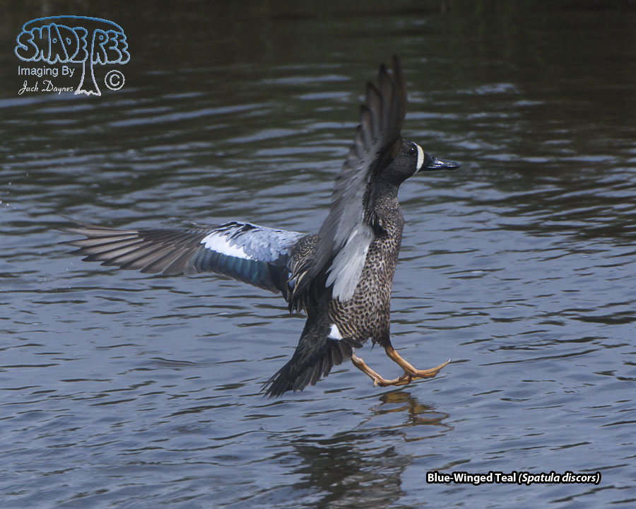 Blue-Winged Teal - Spatula discors