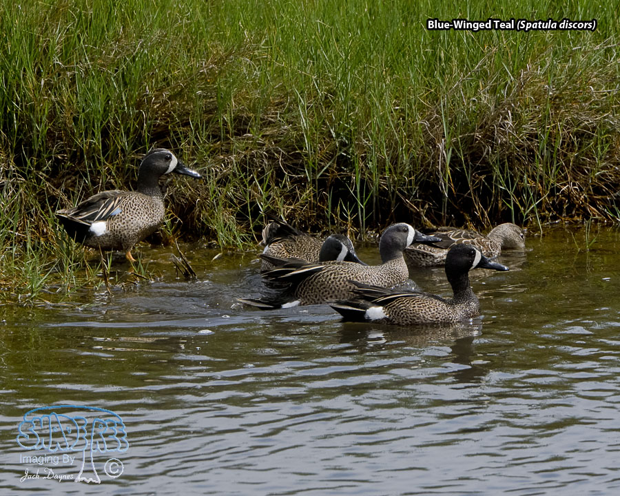 Blue-Winged Teal - Spatula discors