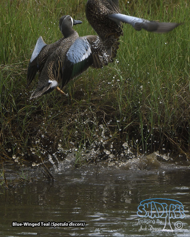 Blue-Winged Teal - Spatula discors