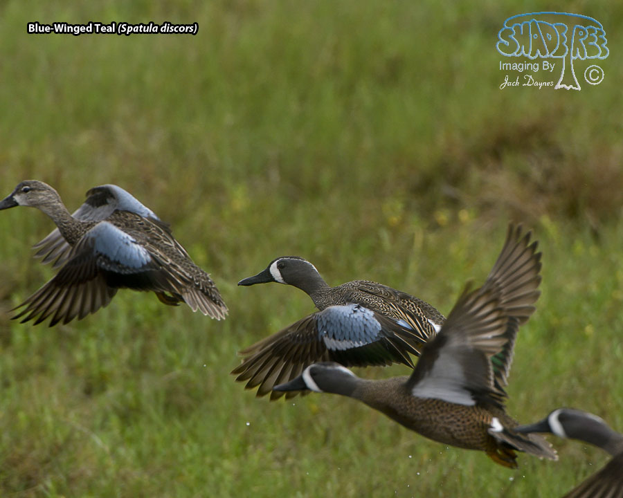 Blue-Winged Teal - Spatula discors