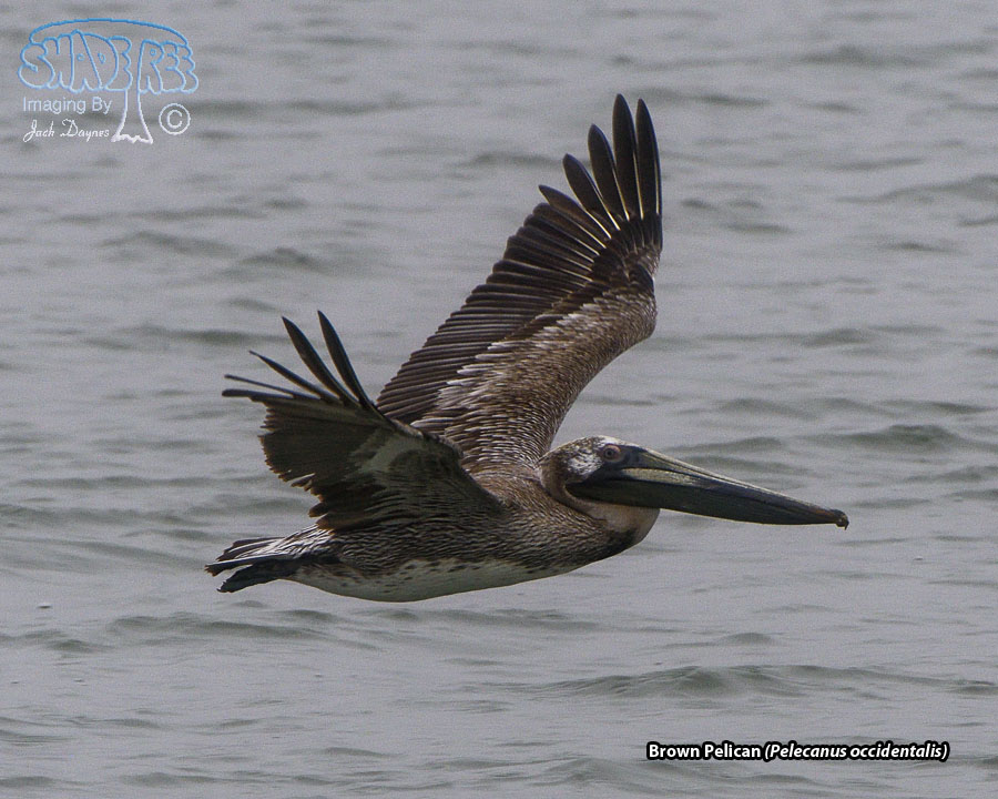 Brown Pelican - Pelecanus occidentalis