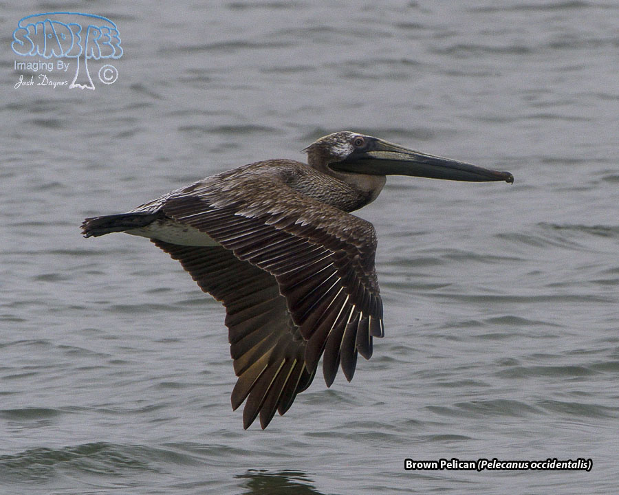 Brown Pelican - Pelecanus occidentalis