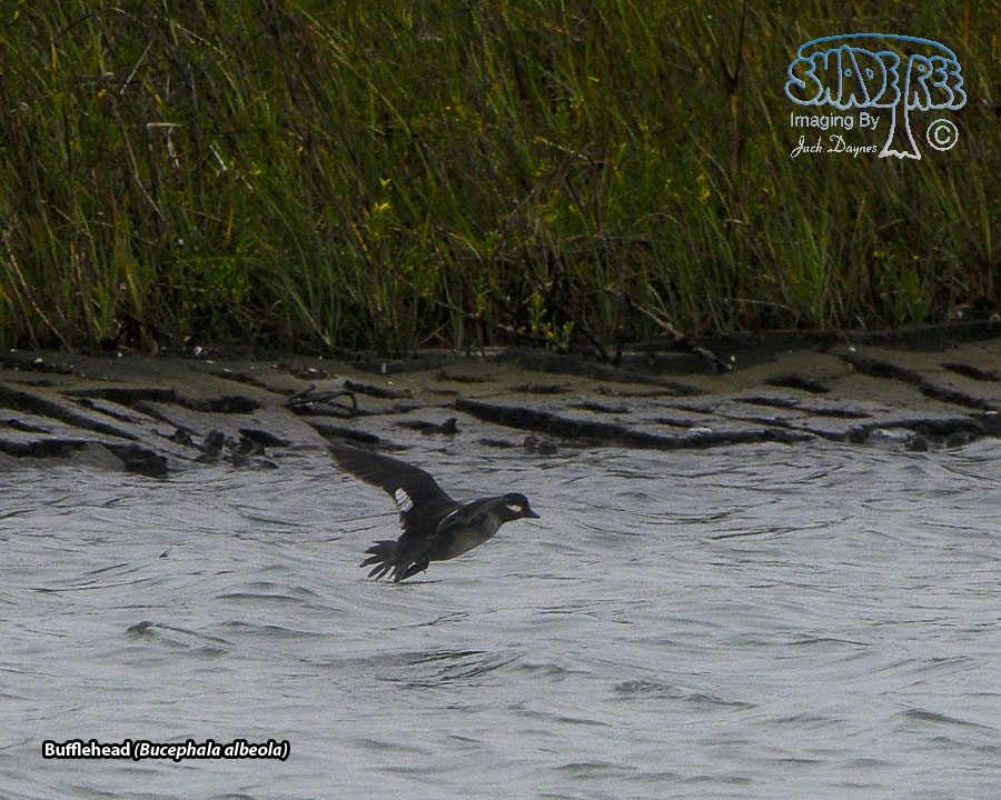 Bufflehead - Bucephala albeola