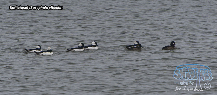 Bufflehead - Bucephala albeola