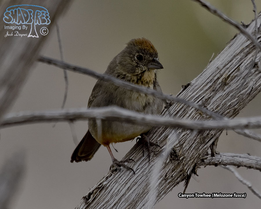 Canyon Towhee - Melozone fusca