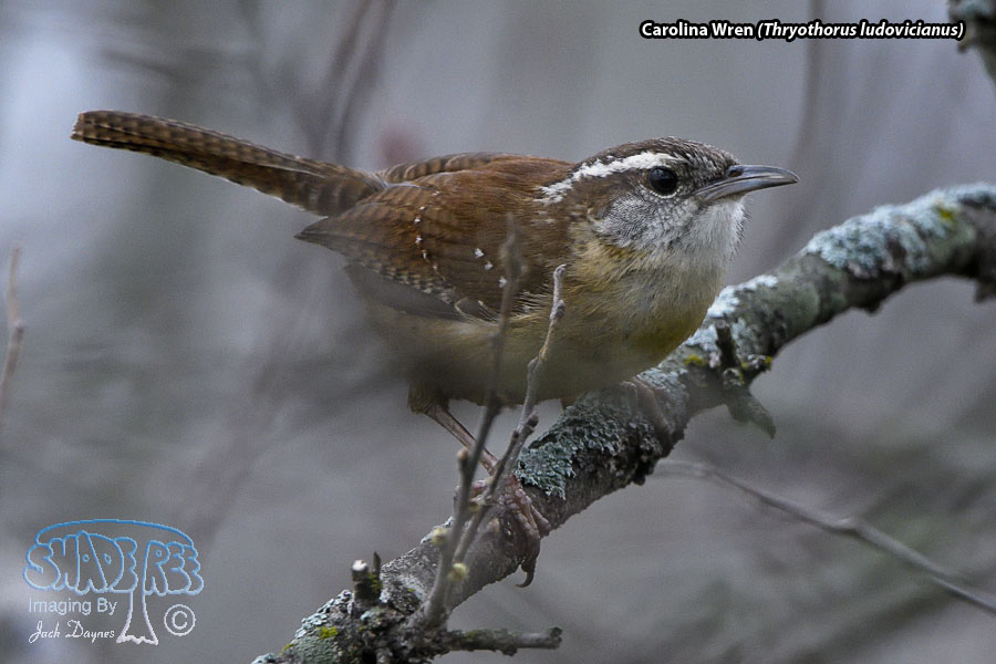 Carolina Wren - Thryothorus ludovicianus