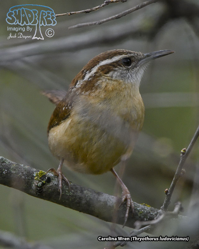 Carolina Wren - Thryothorus ludovicianus
