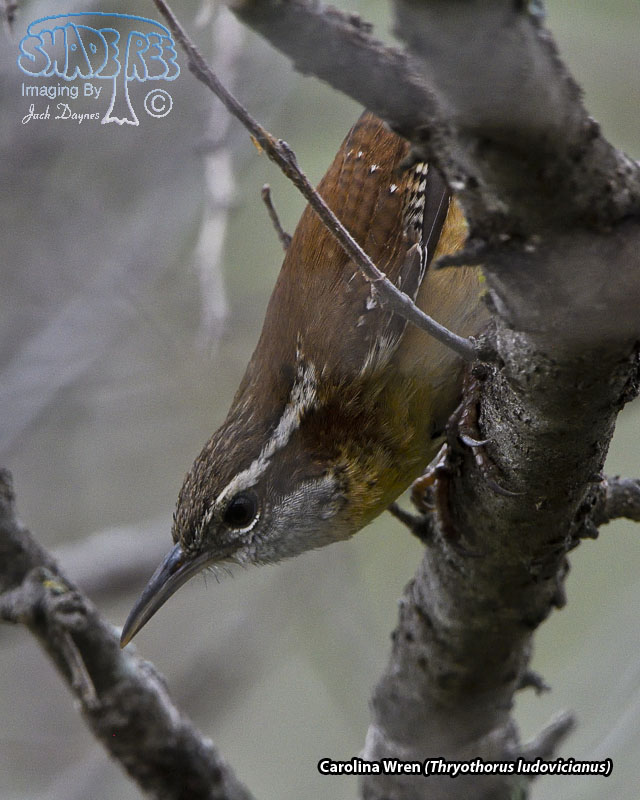 Carolina Wren - Thryothorus ludovicianus
