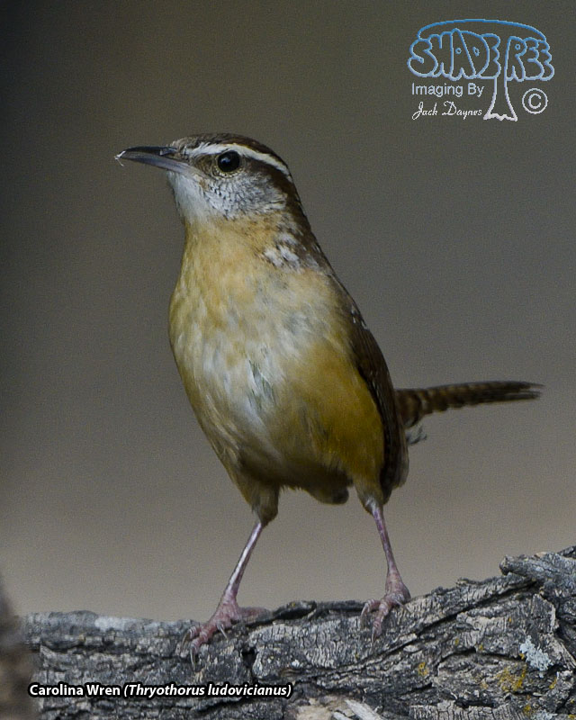 Carolina Wren - Thryothorus ludovicianus