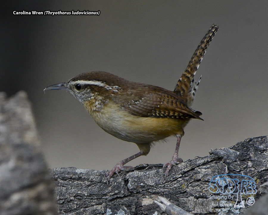 Carolina Wren - Thryothorus ludovicianus