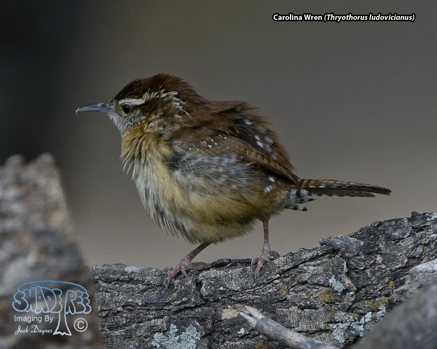 Carolina Wren - Thryothorus ludovicianus