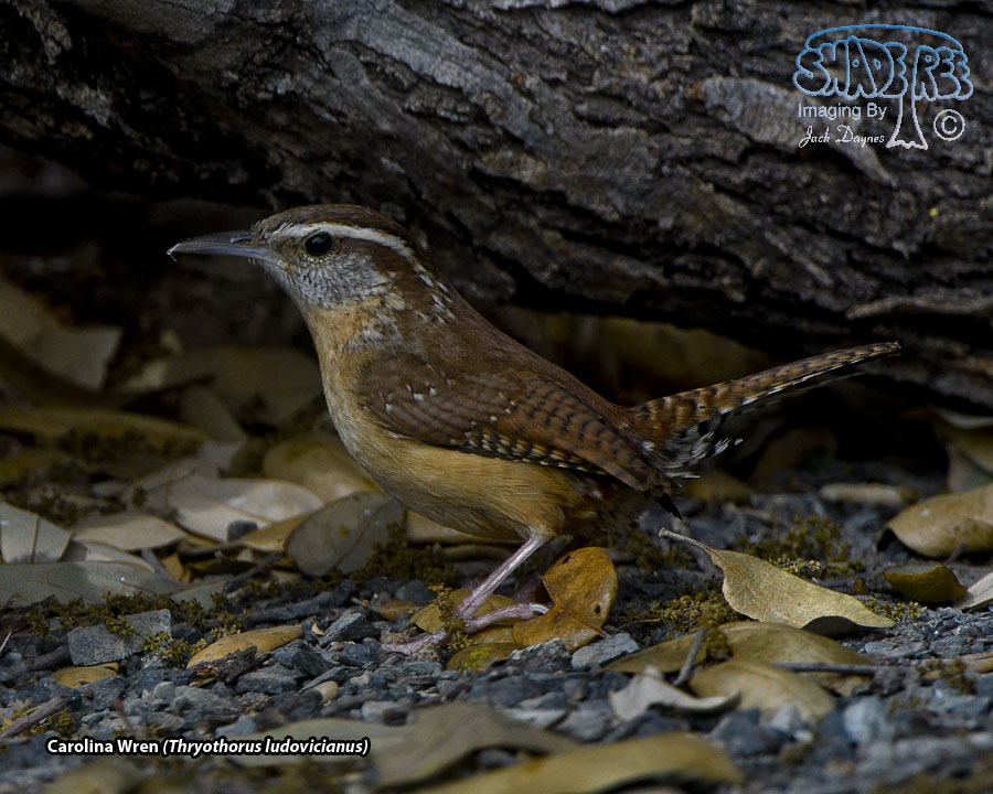 Carolina Wren - Thryothorus ludovicianus