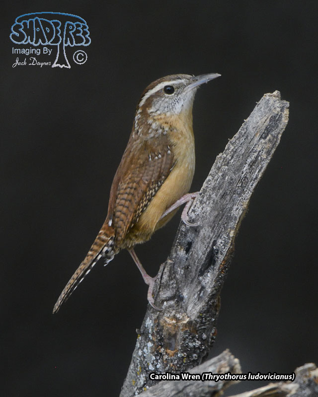 Carolina Wren - Thryothorus ludovicianus