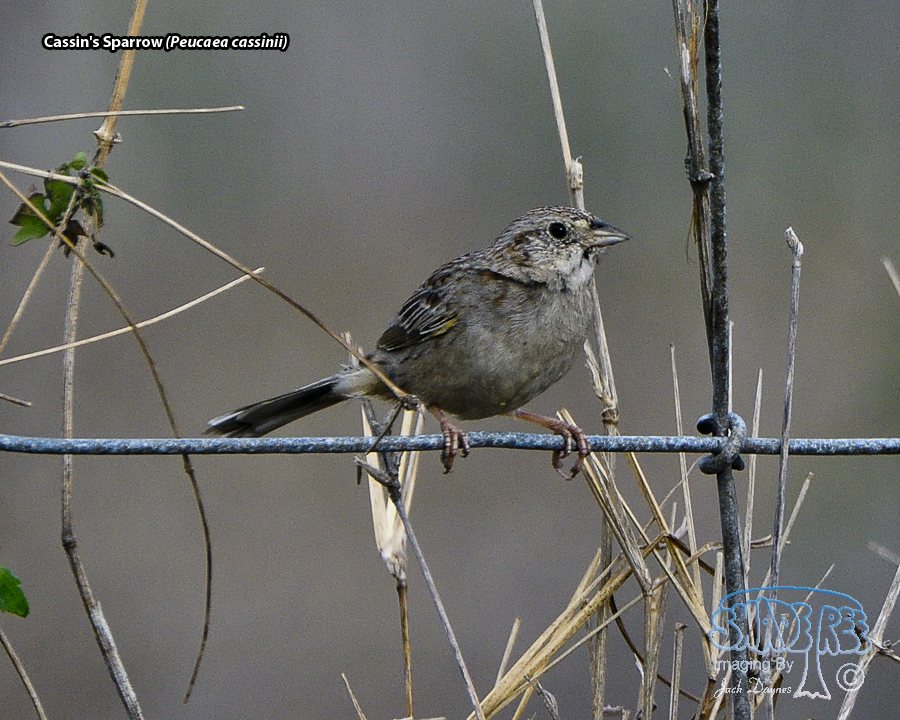 Cassin's Sparrow - Peucaea cassinii