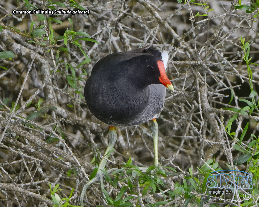 Common Gallinule - Gallinula galeata
