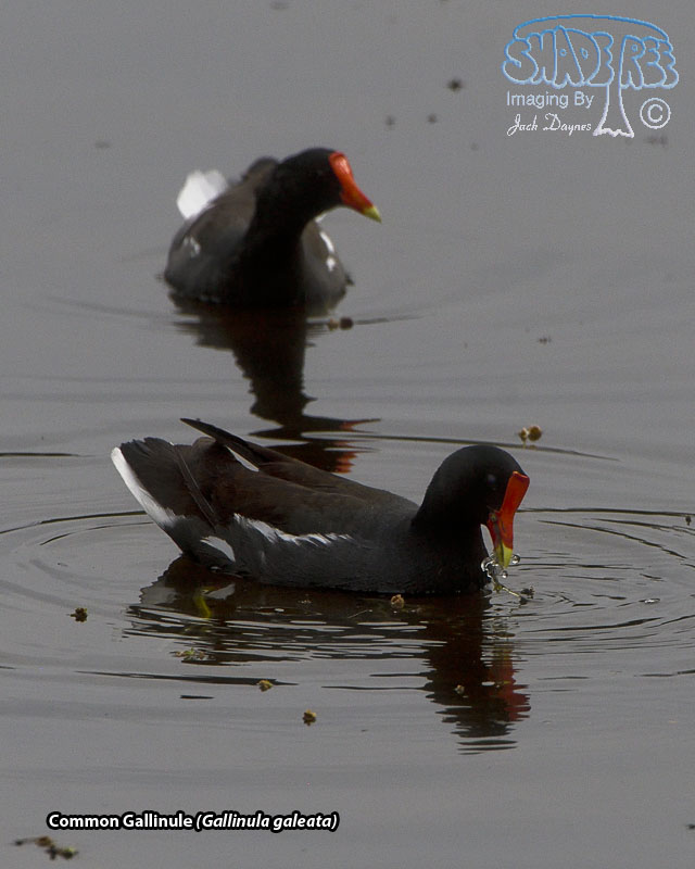 Common Gallinule - Gallinula galeata