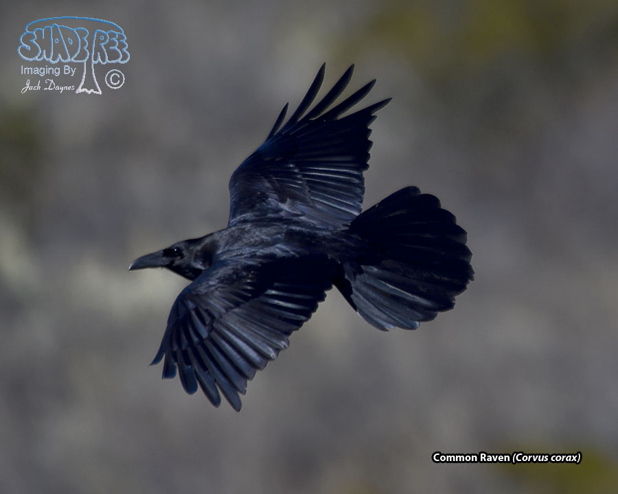 Common Raven - Corvus corax
