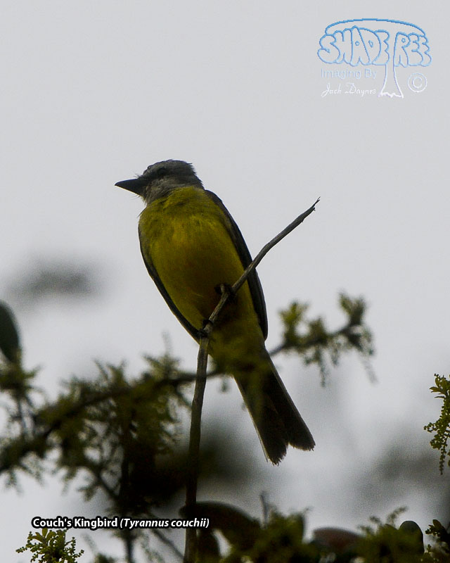 Couch's Kingbird - Tyrannus couchii