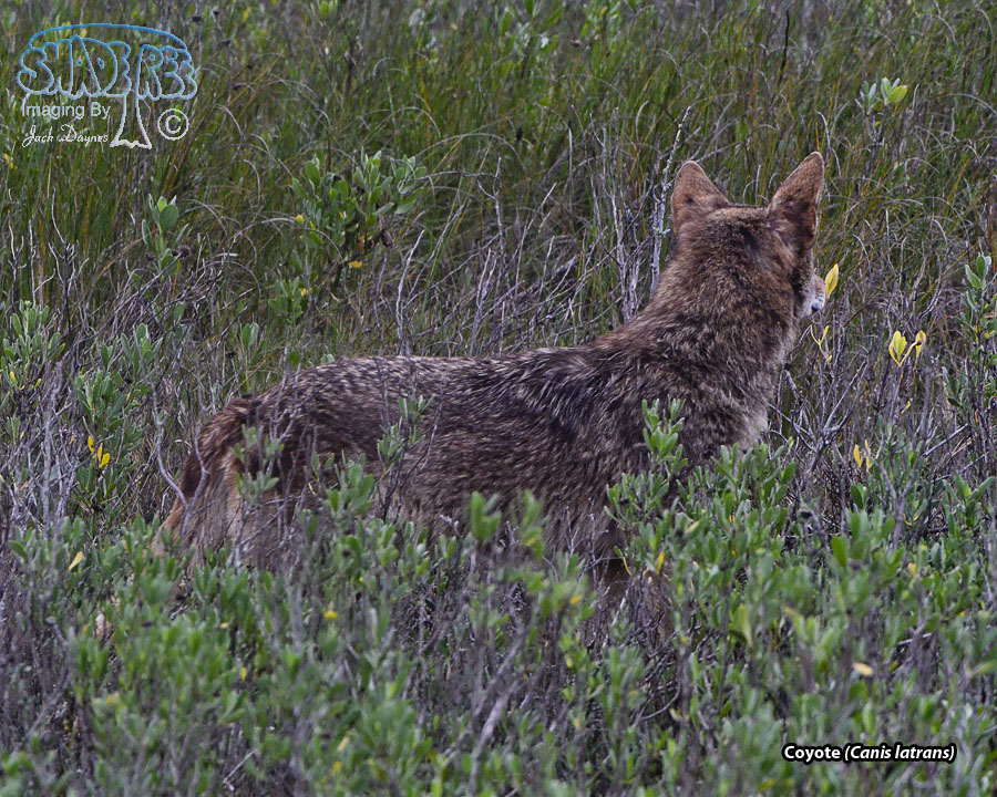 Coyote - Canis latrans