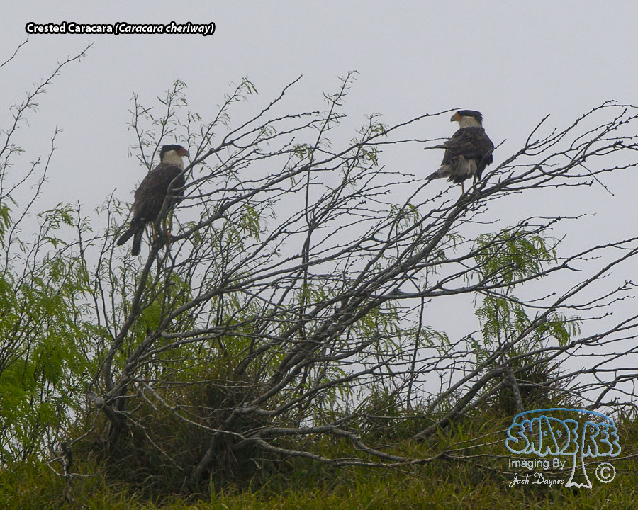 Crested Caracara - Caracara cheriway