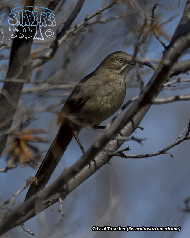 Crissal Thrasher - Toxostoma crissale
