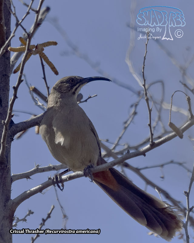 Crissal Thrasher - Toxostoma crissale