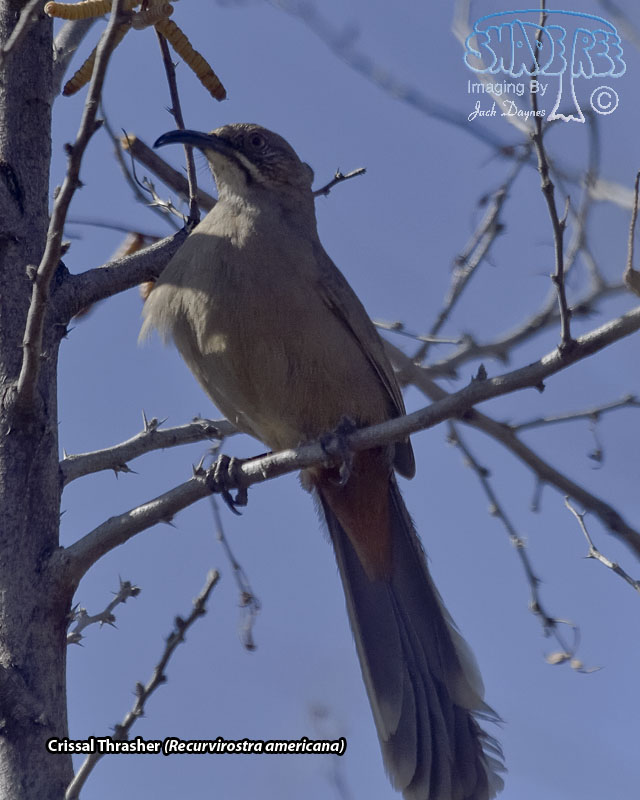 Crissal Thrasher - Toxostoma crissale