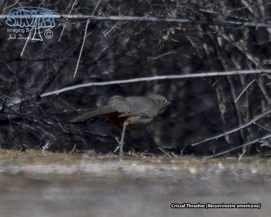 Crissal Thrasher - Toxostoma crissale