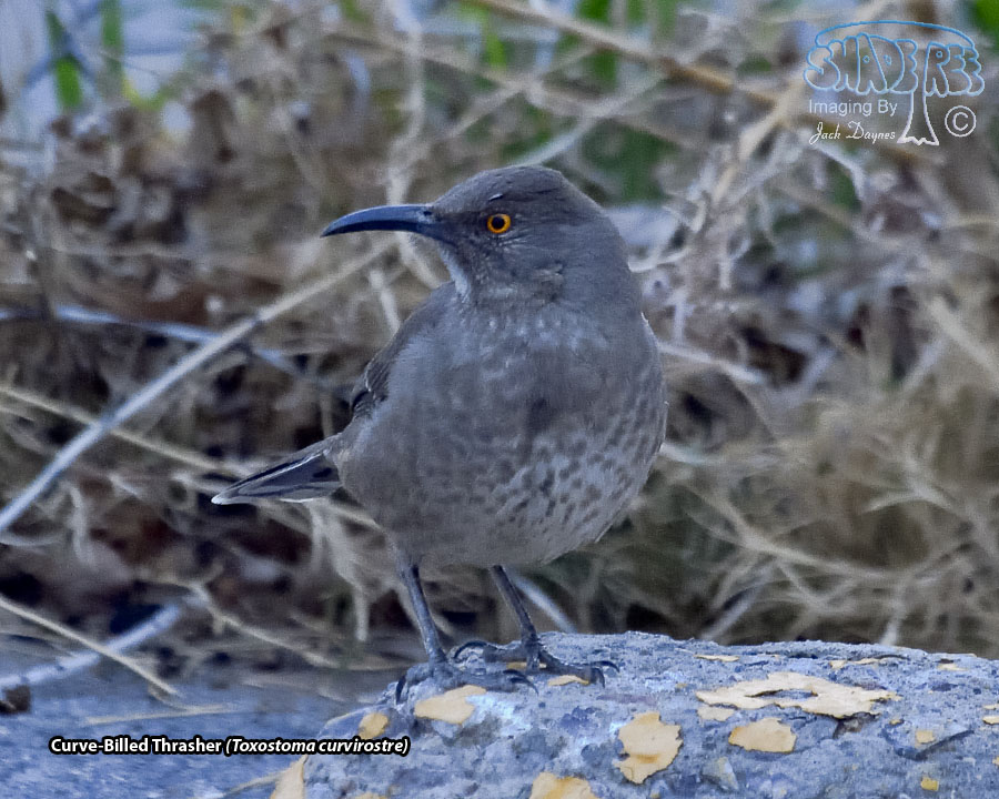 Curve-Billed Thrasher - Toxostoma curvirostre