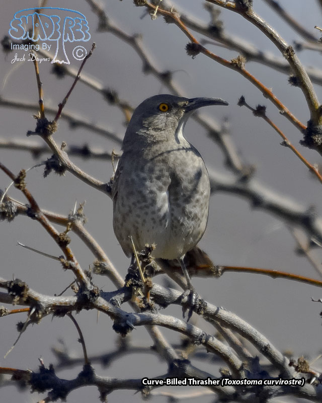 Curve-Billed Thrasher - Toxostoma curvirostre