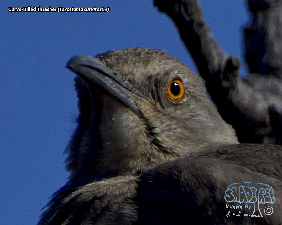 Curve-Billed Thrasher - Toxostoma curvirostre