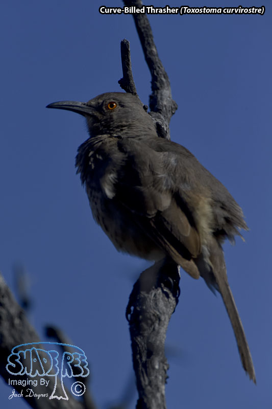 Curve-Billed Thrasher - Toxostoma curvirostre