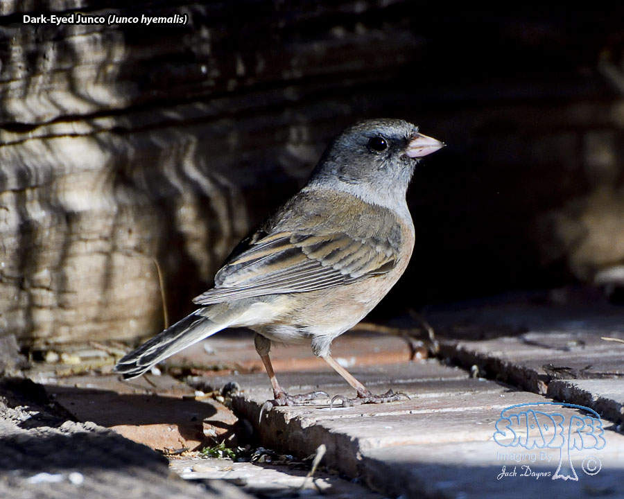 Dark-Eyed Junco - Junco hyemalis