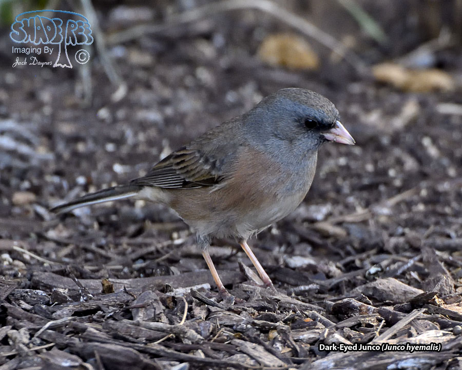 Dark-Eyed Junco - Junco hyemalis