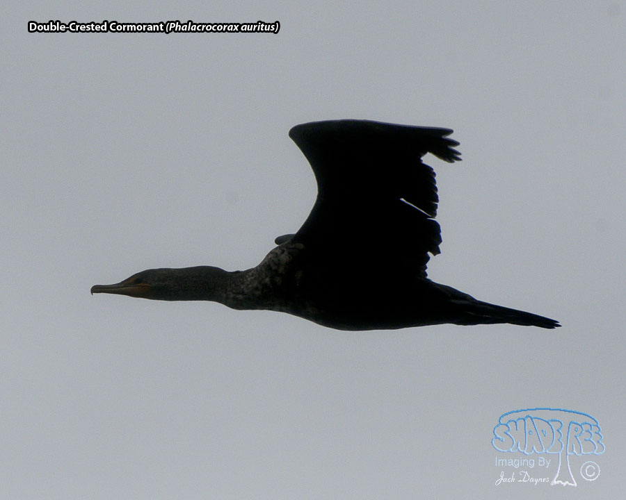 Double-Crested Cormorant - Phalacrocorax auritus