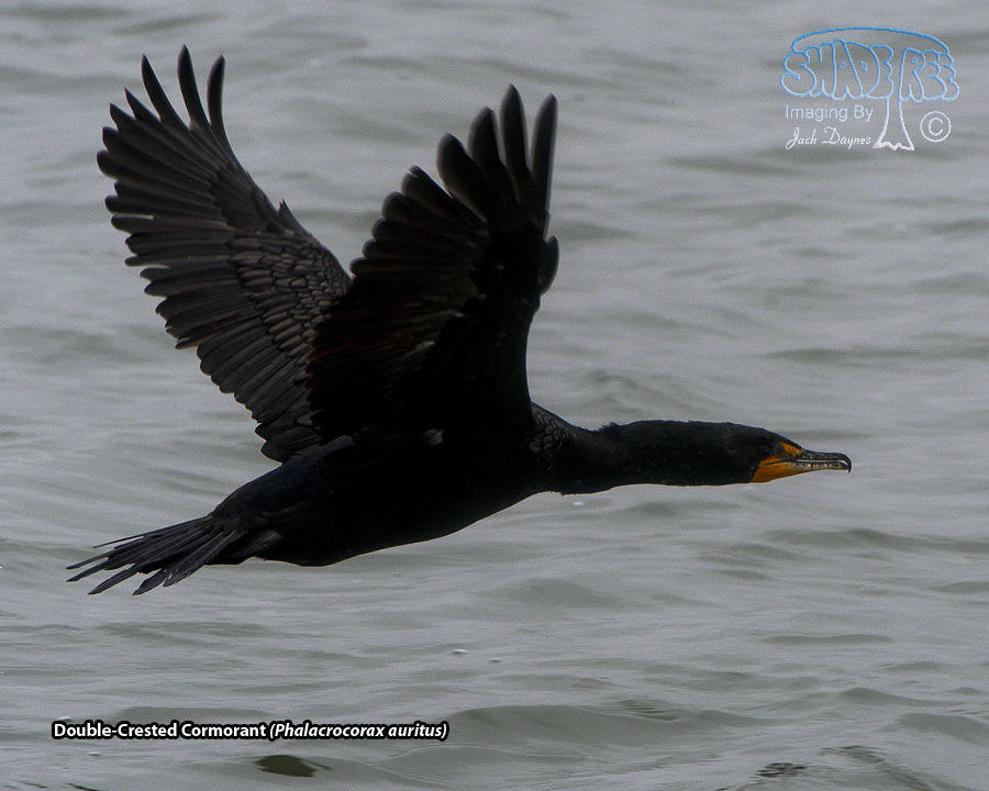 Double-Crested Cormorant - Phalacrocorax auritus