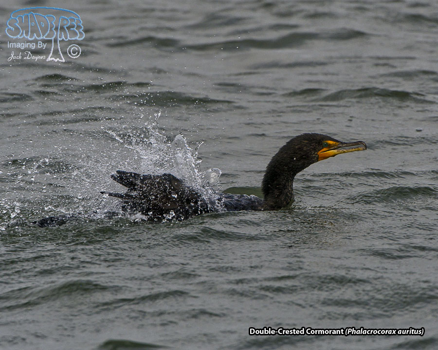 Double-Crested Cormorant - Phalacrocorax auritus