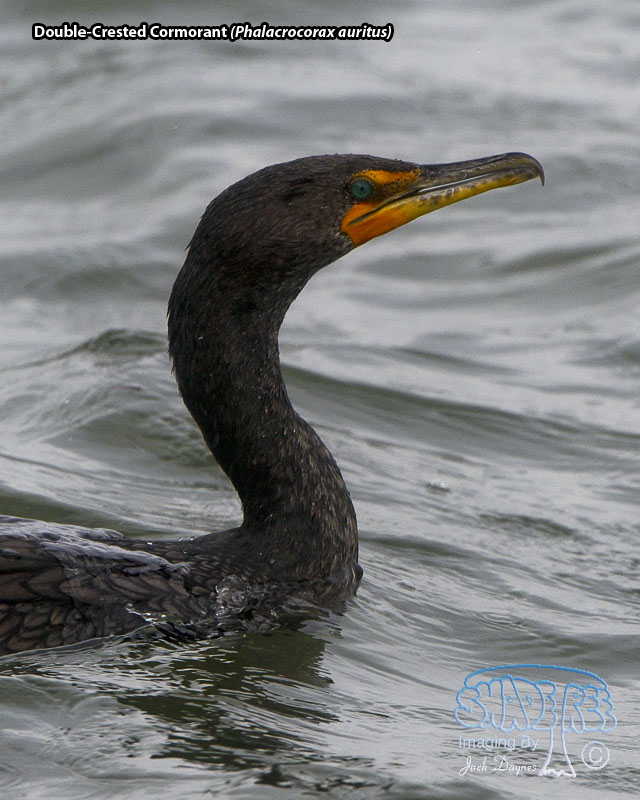 Double-Crested Cormorant - Phalacrocorax auritus